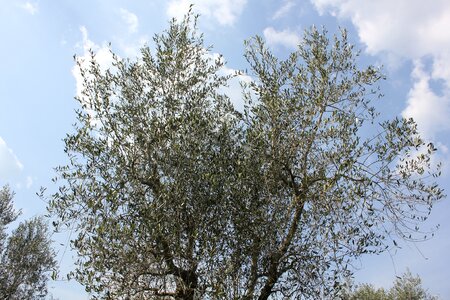 Olive grove campaign tree