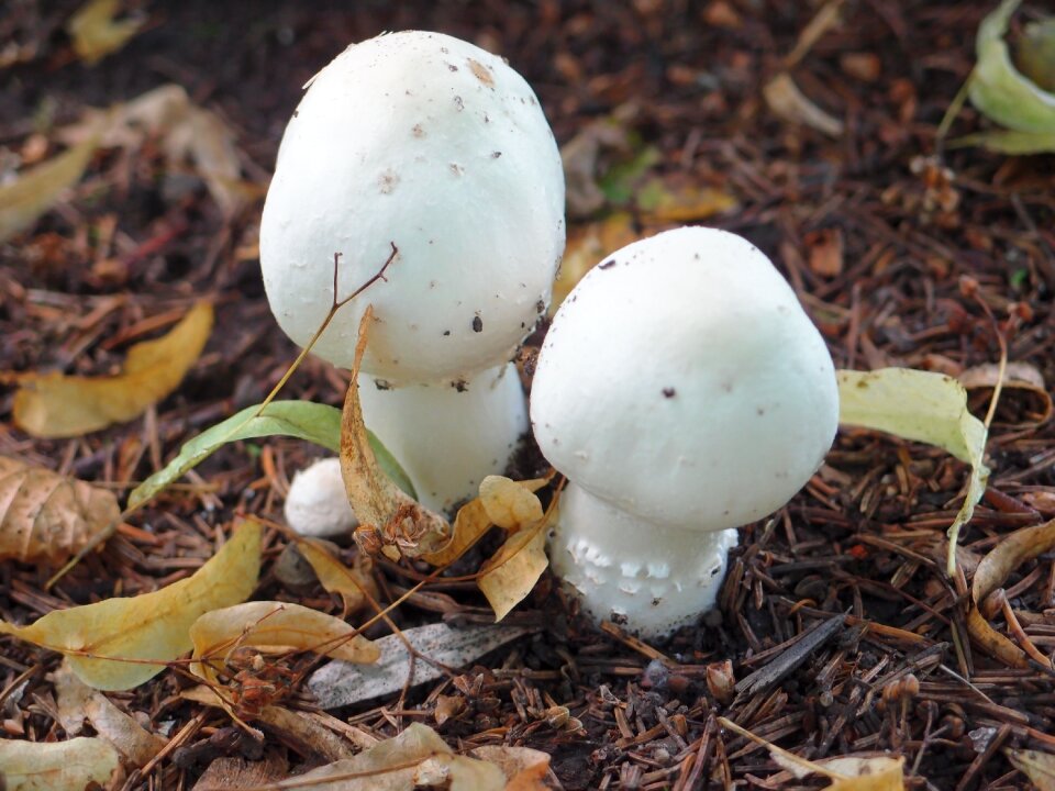 Grebes nature poisonous mushrooms