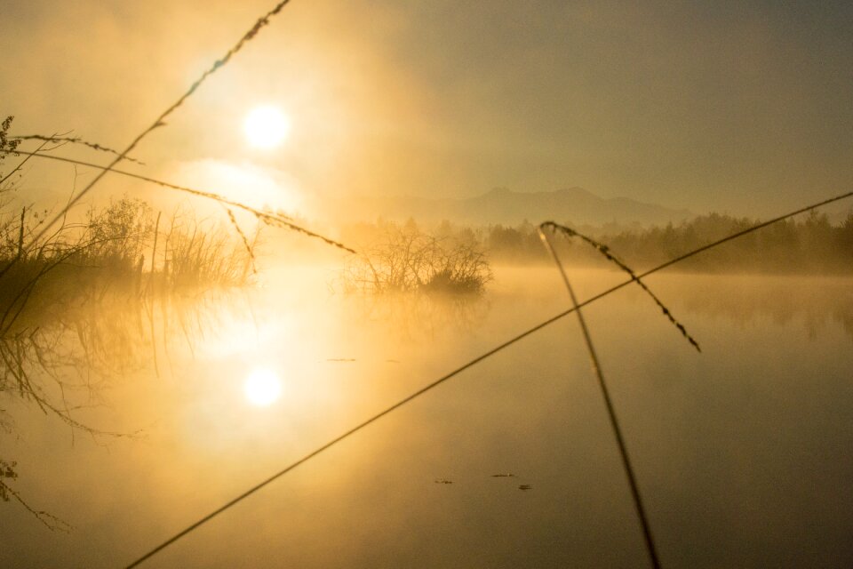 Fog landscape wetland