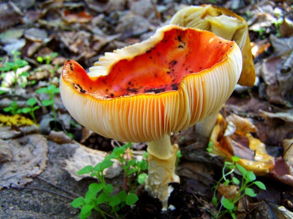 James g mushrooms red mushroom nature
