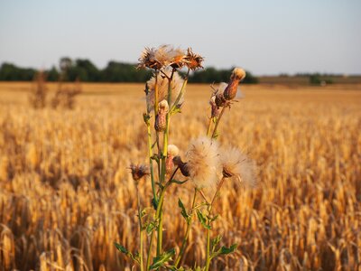 Weeds barley barley field