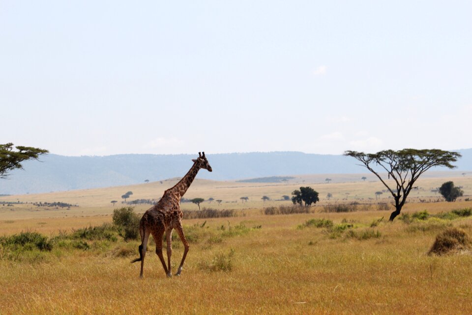 Serengeti safari nature