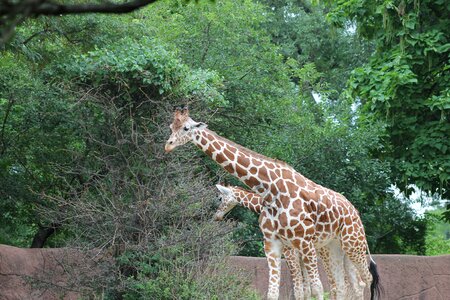 Giraffe animal