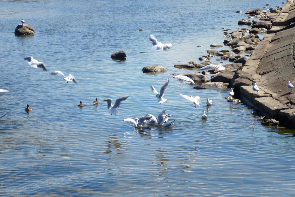Flight bird seagull