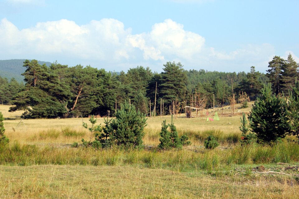 Forest trees green landscape photo