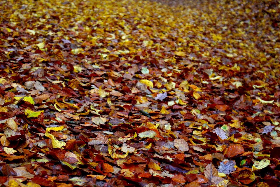 Wet november colorful