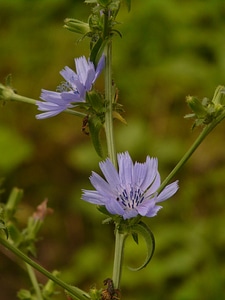 Chicory flower blossom photo