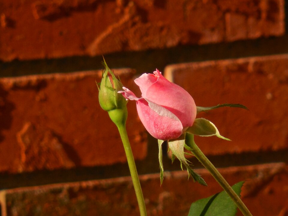 Rose blossom bud