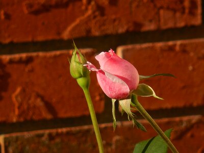 Rose blossom bud photo