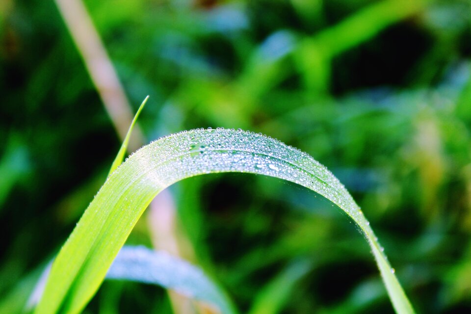 Meadow nature rush photo