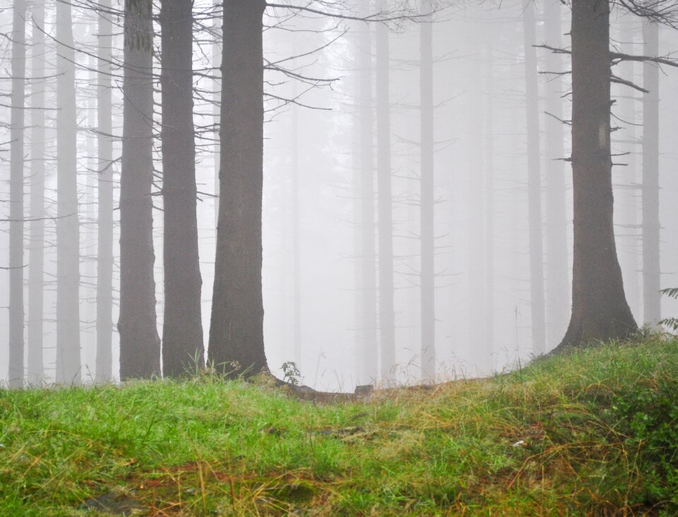 Nature landscape tree
