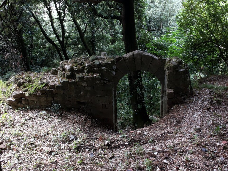 Ancient times forest mystical