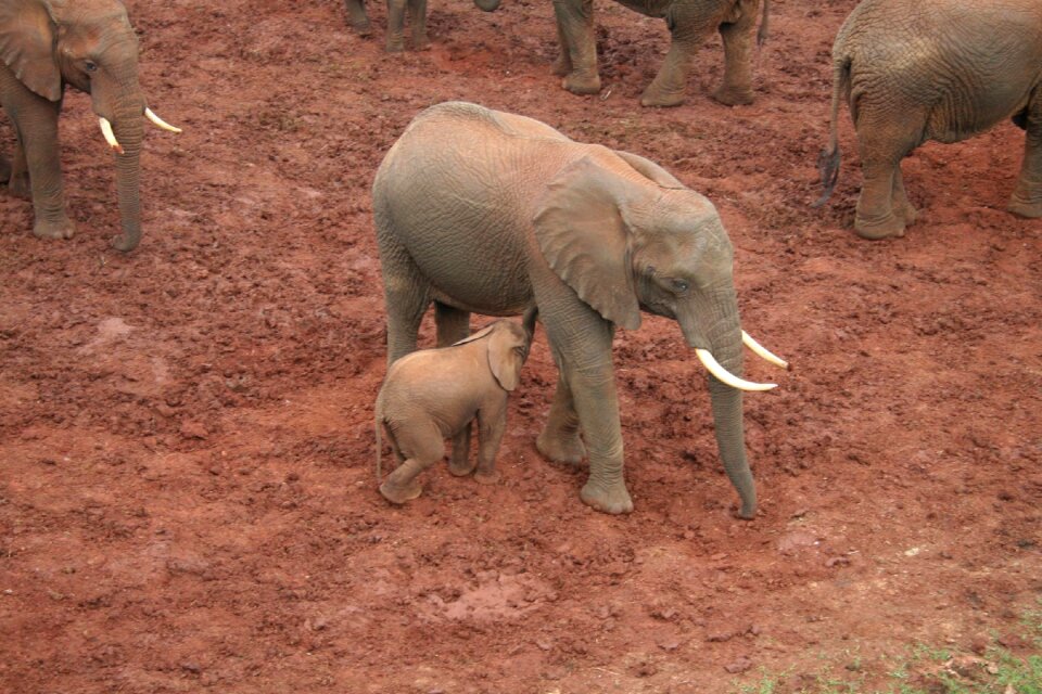 Pachyderm breeding animal world