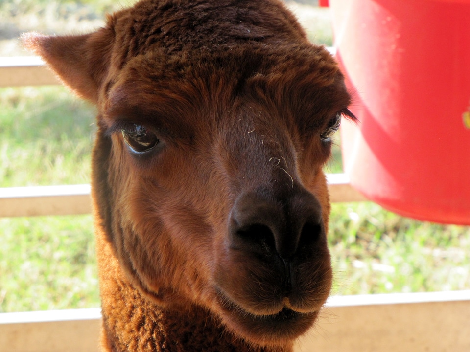 Petting zoo mammal animal