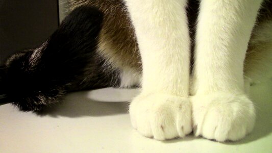 Cat's paw mieze paw print photo