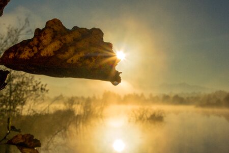 Fog landscape wetland