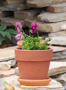 Pot pottery plant photo