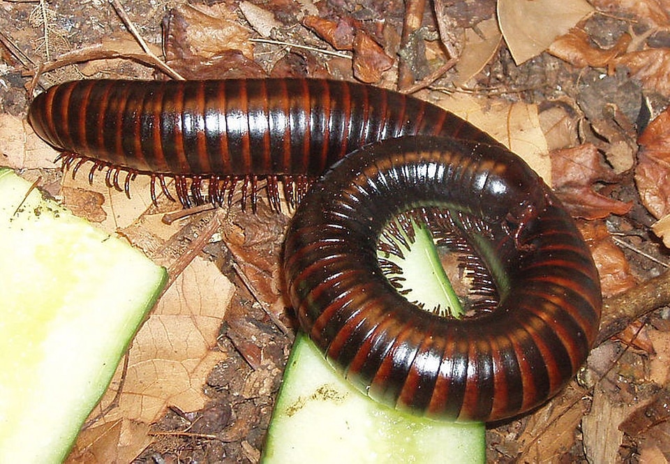 Arthropod arthropoda giant tausendfüßer