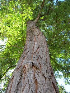 Bark nature log photo