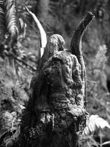 Black and white forest