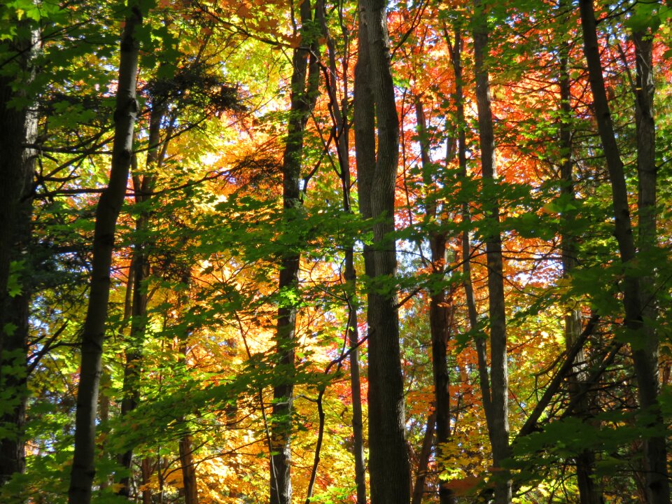Leaves color orange