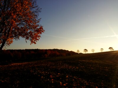 Seasons autumn light tree