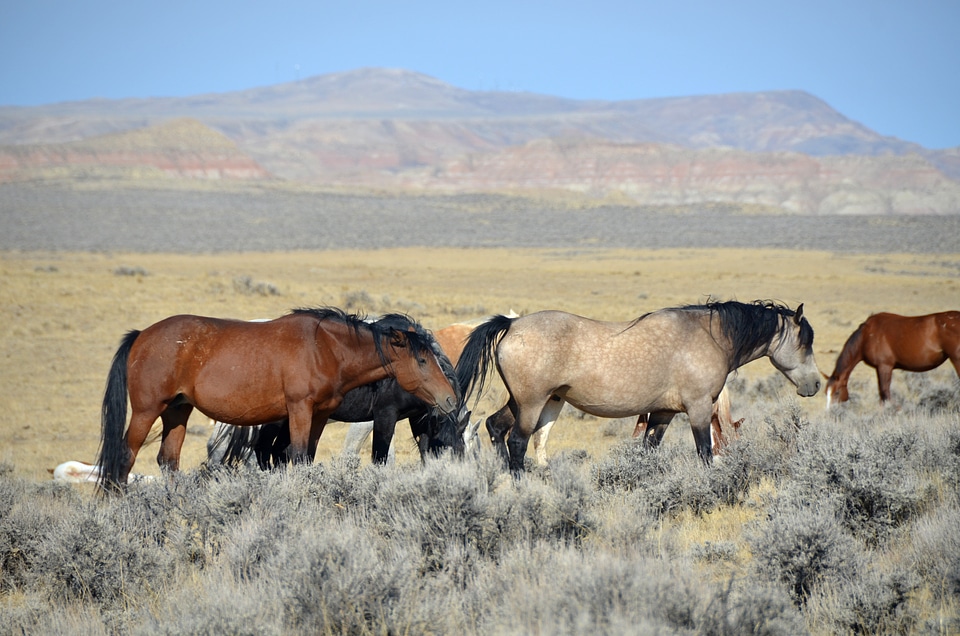 Wild mustangs animals west