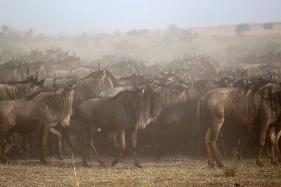 Serengeti wildebeest migration
