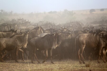 Serengeti wildebeest migration