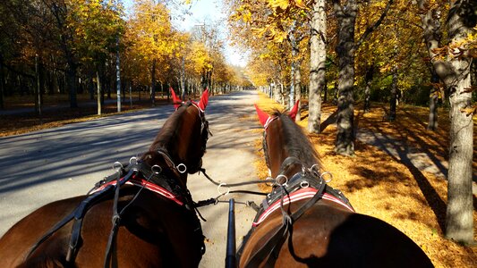 Ride haflinger horseshoe