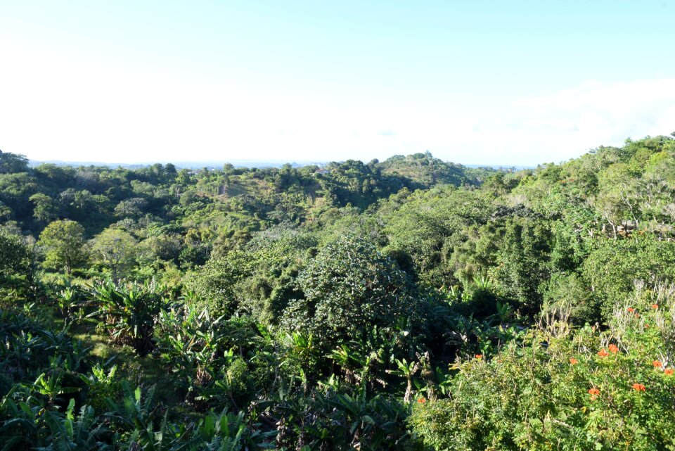 Tropical tree plant