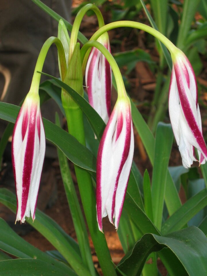 Purple hanging drooping