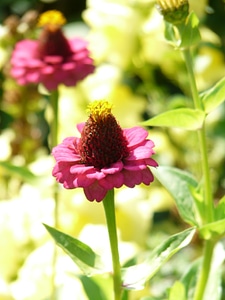 Colorful flower pink photo