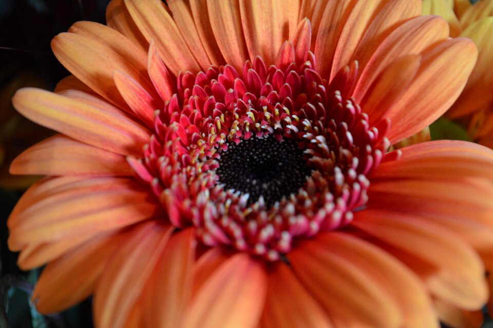 Orange flowers closeup