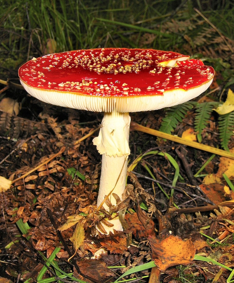 Mushroom toxic fairy tales