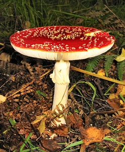 Mushroom toxic fairy tales photo