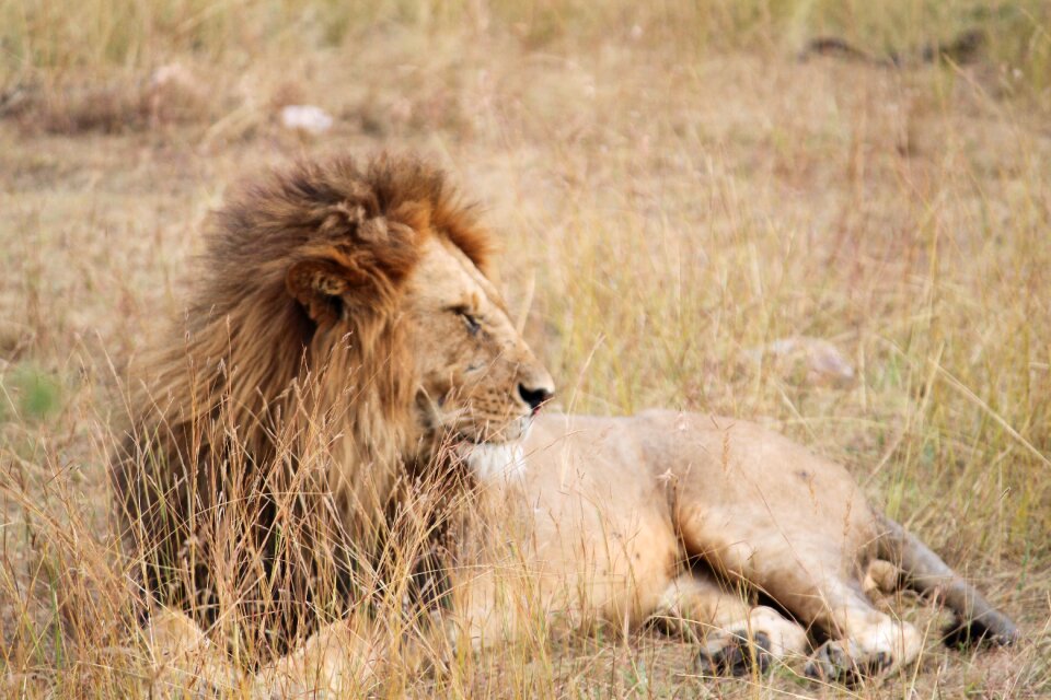Serengeti safari nature
