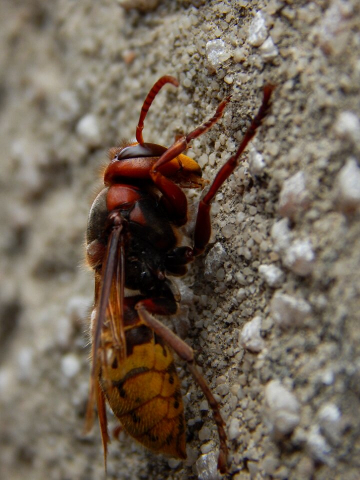 Close up macro animal