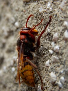 Close up macro animal photo