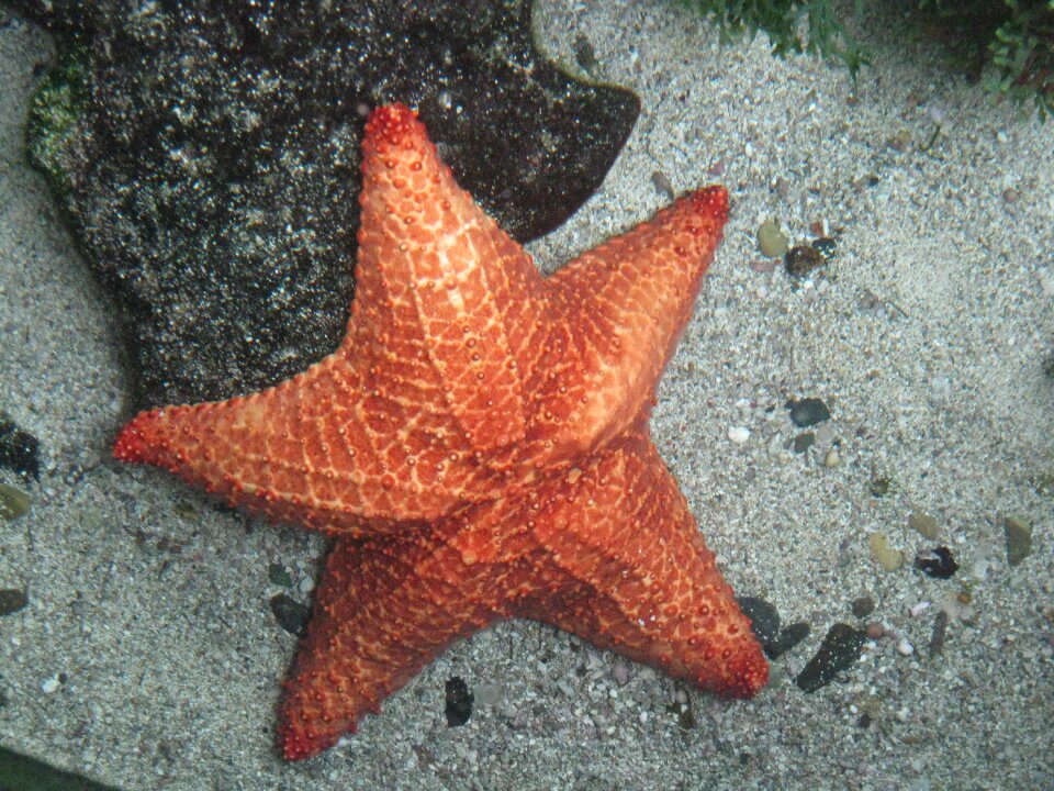 Sea sea star marine animals