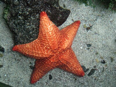 Sea sea star marine animals photo