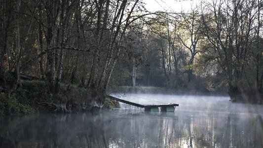 Water trees nature