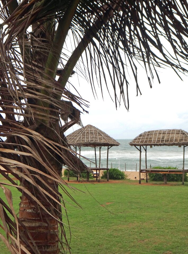 Tropical palm tree beach