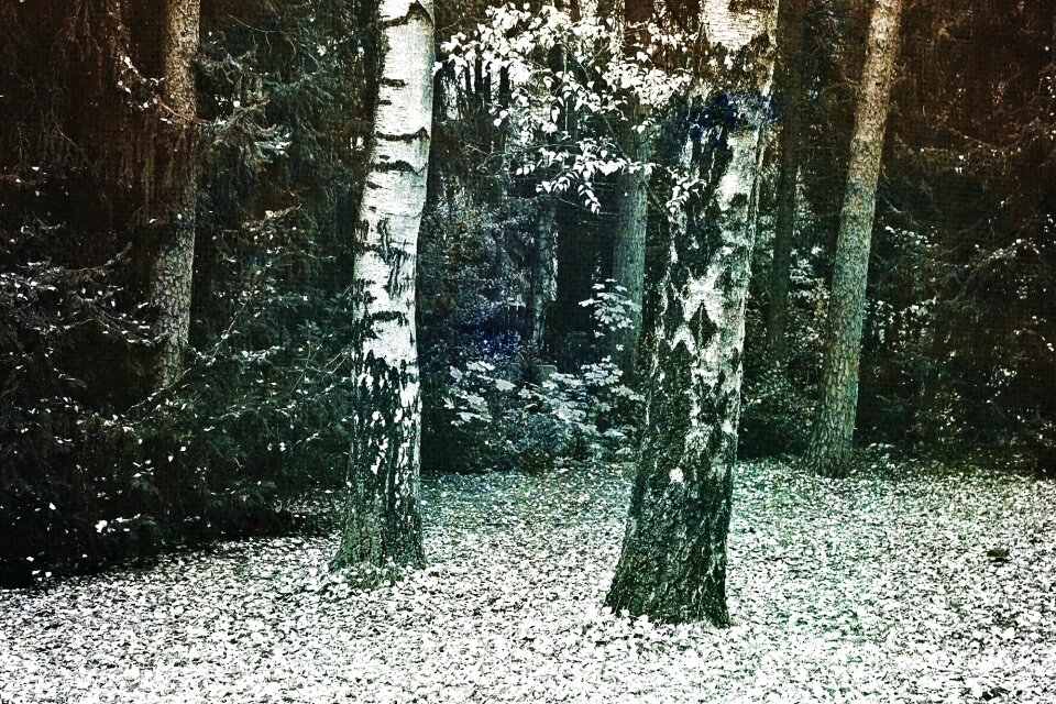 Bark pine nature