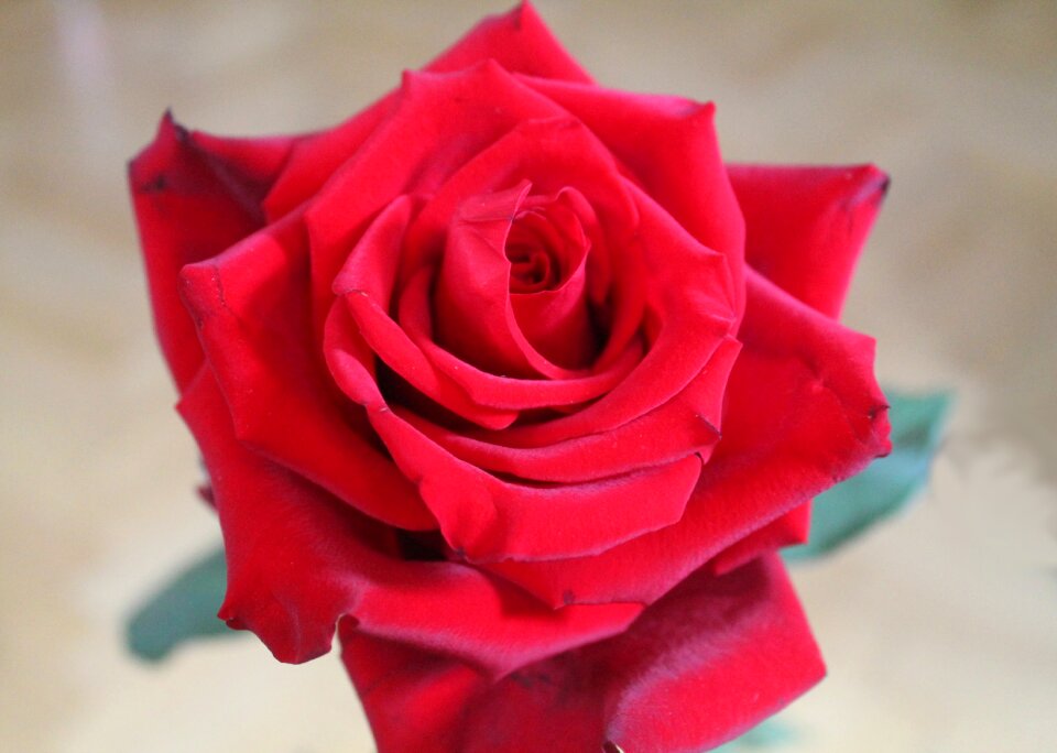 Bloom flower rose bloom