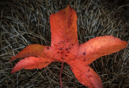 Fall leaves autumn leaves season photo