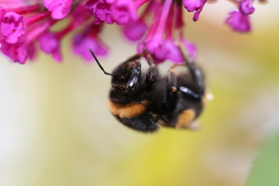 Bourdon insect nature
