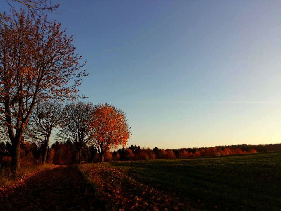 Seasons autumn light tree