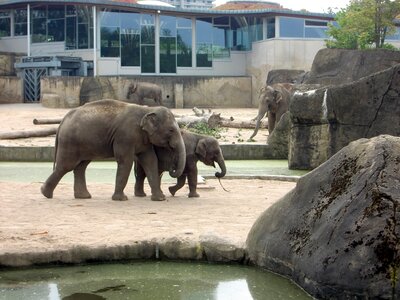 Animals proboscis pachyderm photo