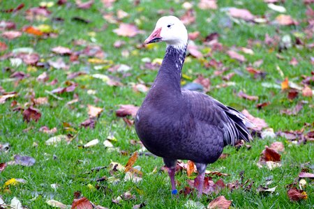 Duck nature farm photo